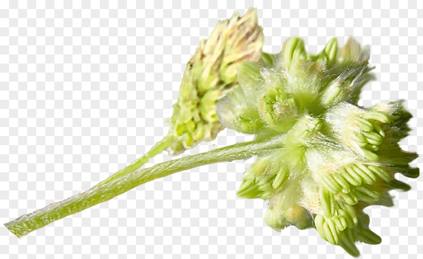 Broccoli Plant Stem PNG
