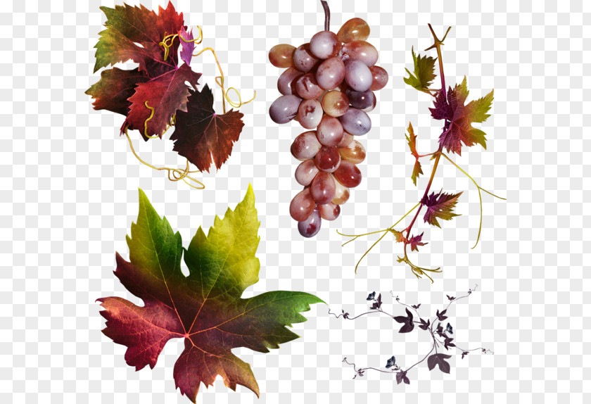 Grape Leaves Autumn IFolder PNG