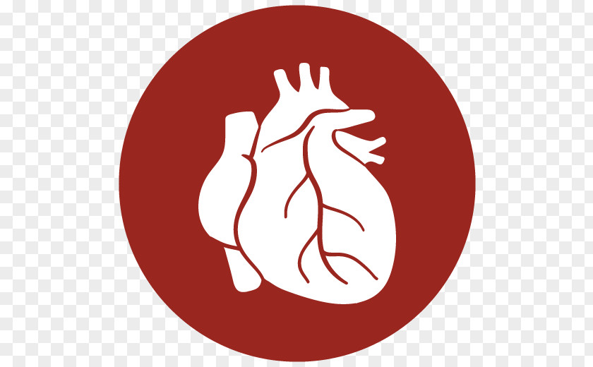 Heart Transplantation Lung Organ PNG transplantation transplantation, lung clipart PNG