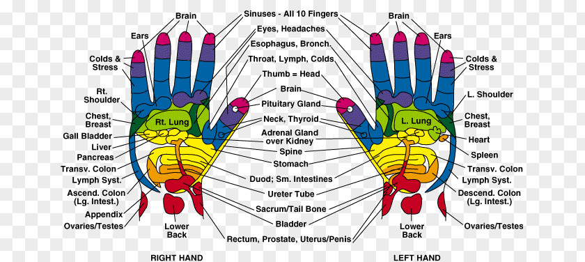 Massage Health Foot Reflexology Hand Reflexology: A Practical Introduction Acupressure Pressure Point PNG