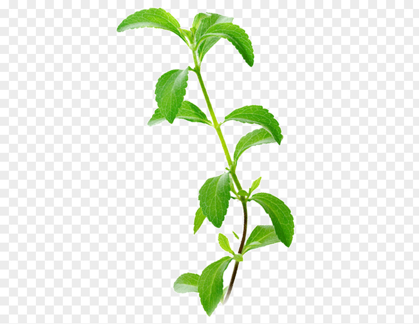 Organic Plant Stevia Candyleaf Sugar Substitute Chlorophyll PNG
