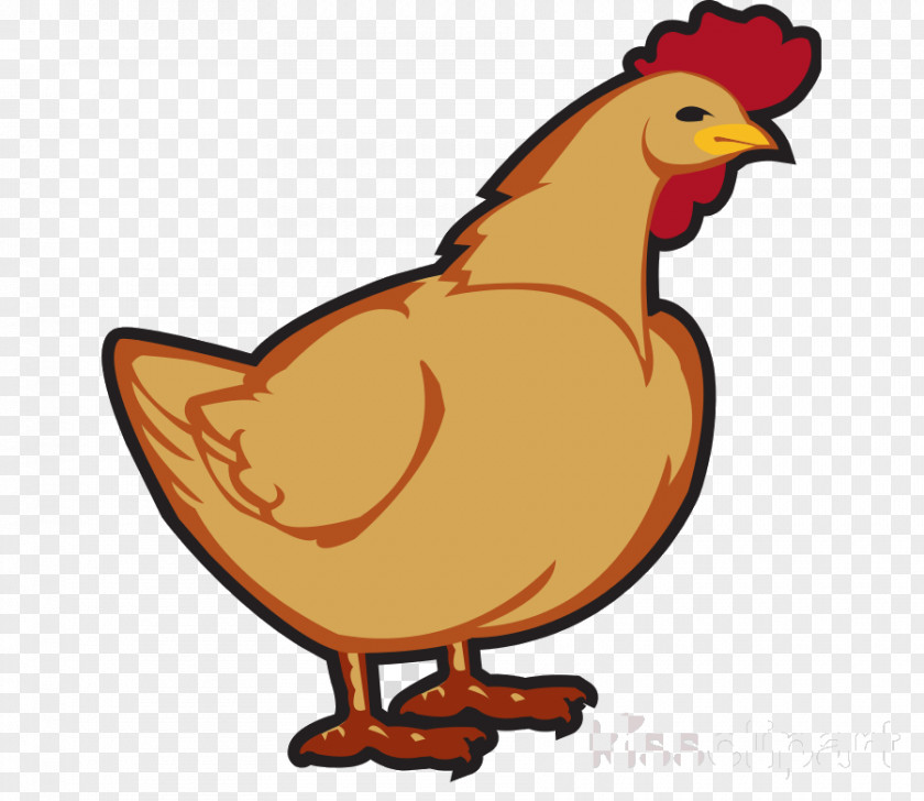 Poultry Livestock Chicken Bird Rooster Cartoon Beak PNG