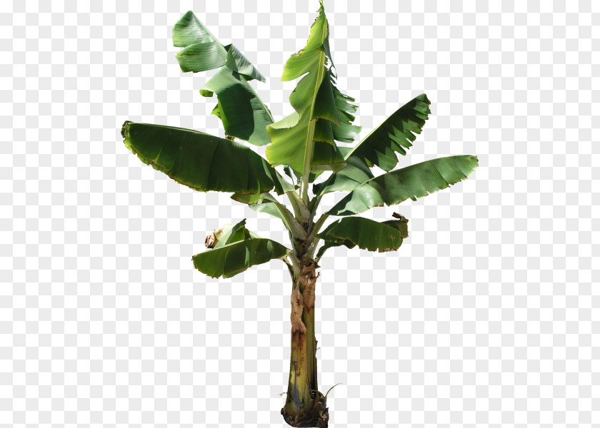 Banana Leaves Bread Cake Tree PNG