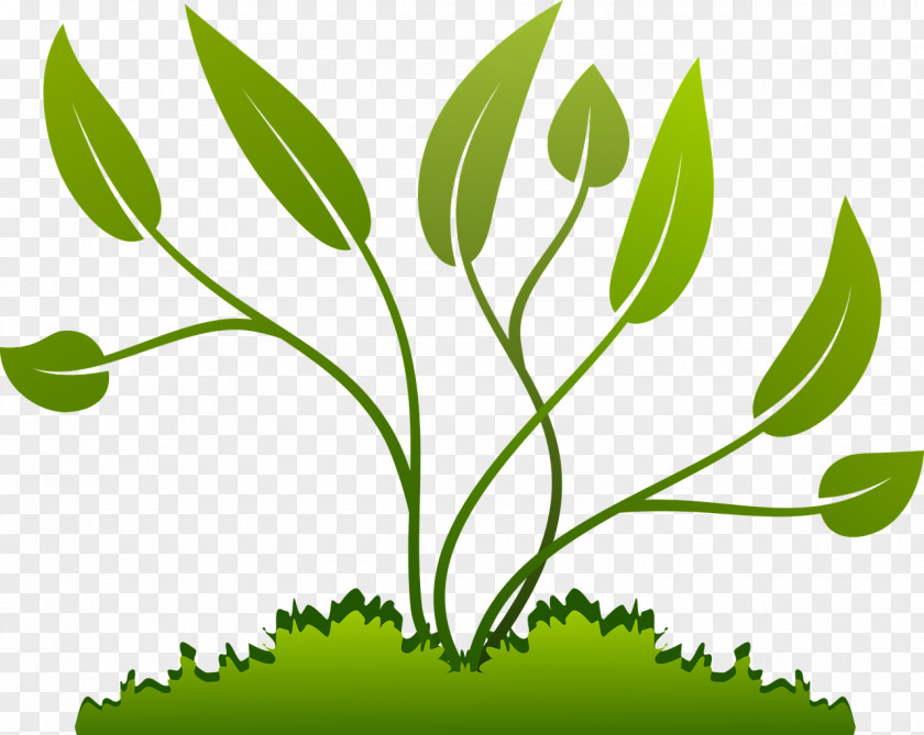 Eggplant Plant Seed Clip Art PNG