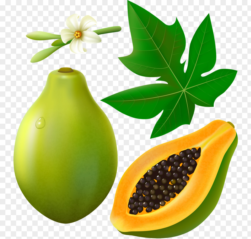 Maca VEFTO Fruit Papaya Clip Art PNG