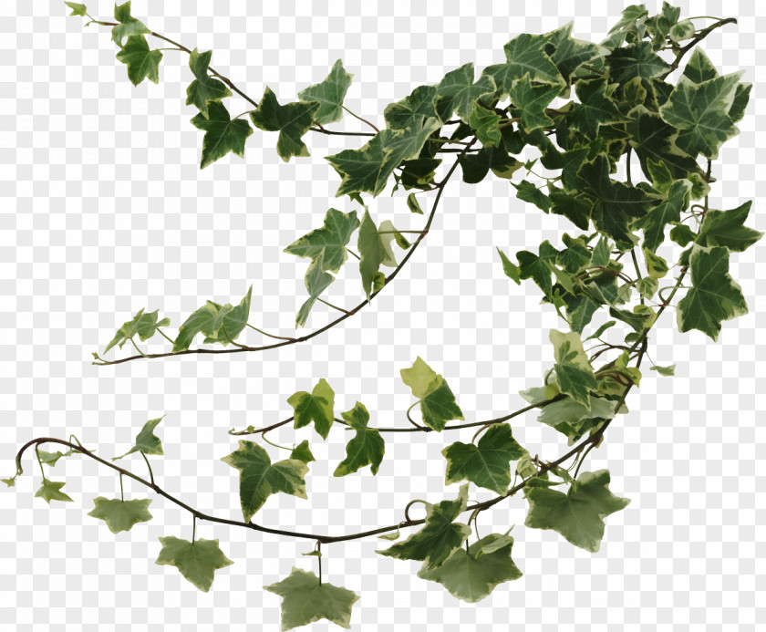 Plants Common Ivy Houseplant Vine PNG