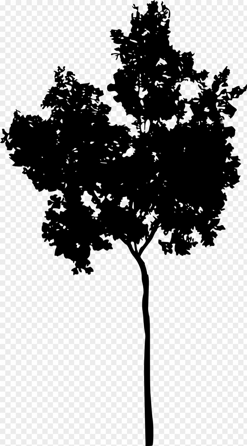 Tree Silhouette Woody Plant Monochrome Photography PNG