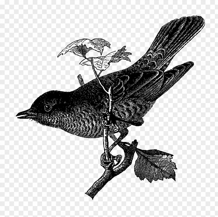 Bird American Crow Rook Beak Common Raven PNG