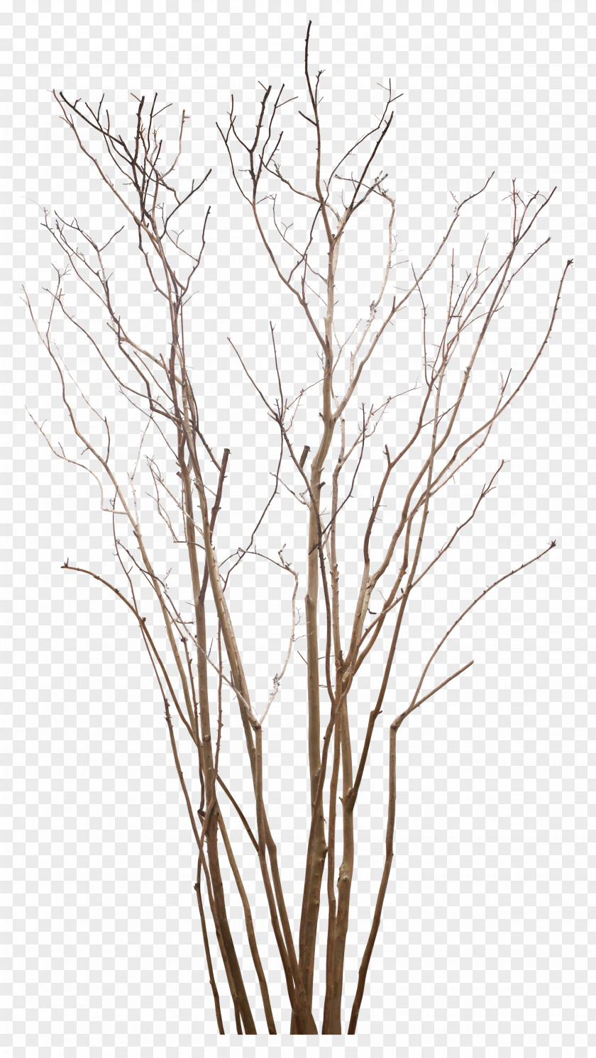 Branch And Leaves Tree Art Clip PNG