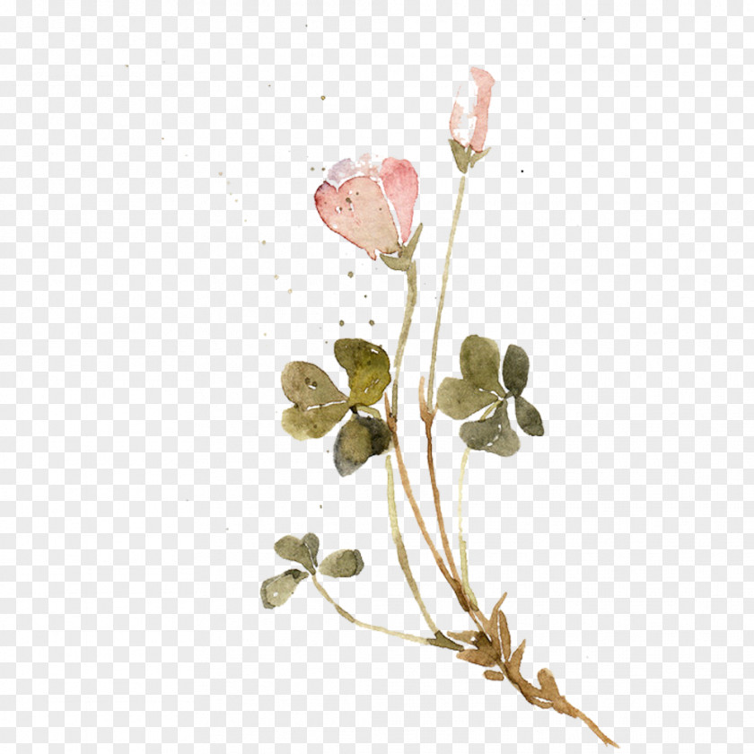 Clover Flower Picture Material On Photography PNG