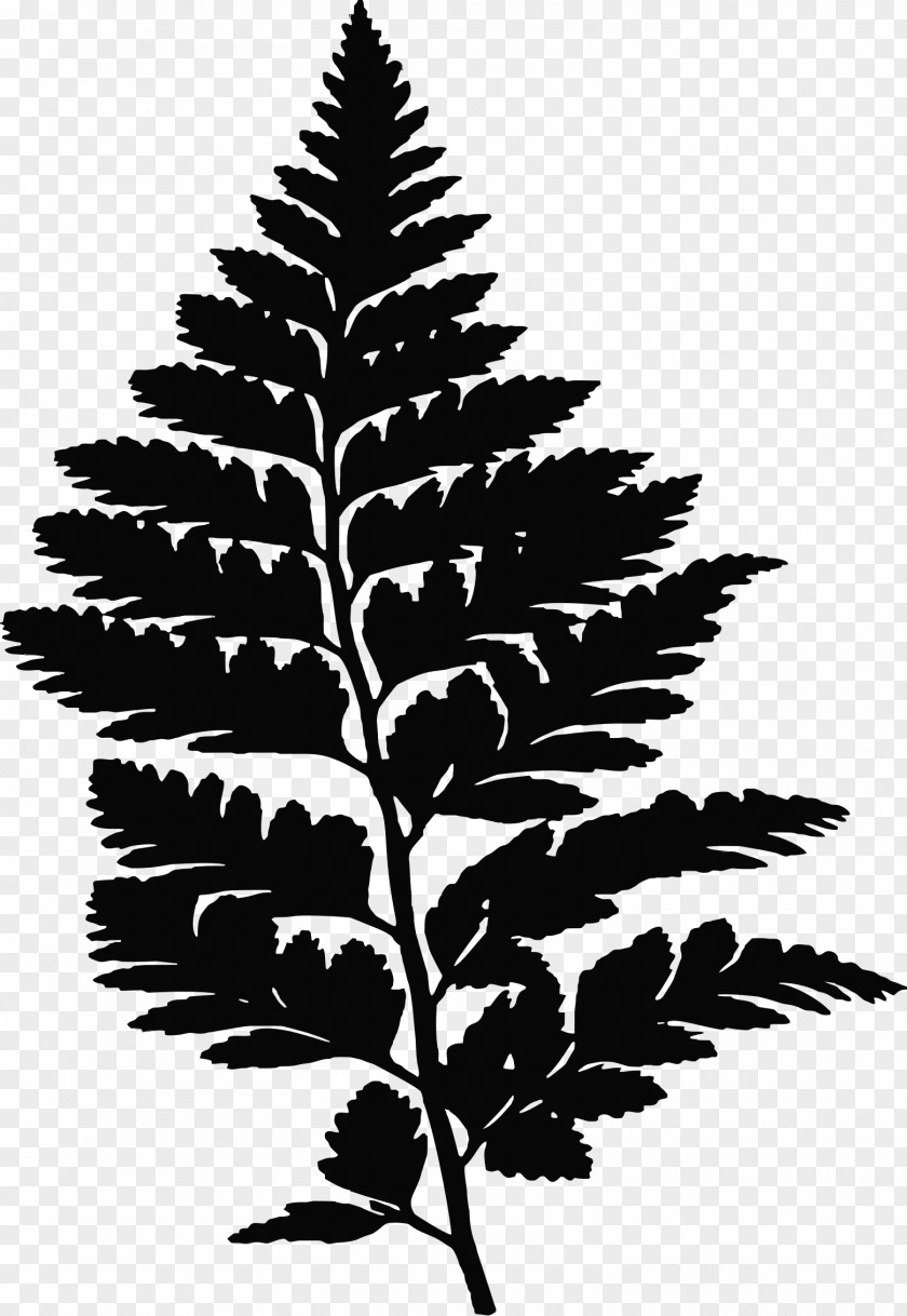Fern Silhouette Leaf Drawing PNG