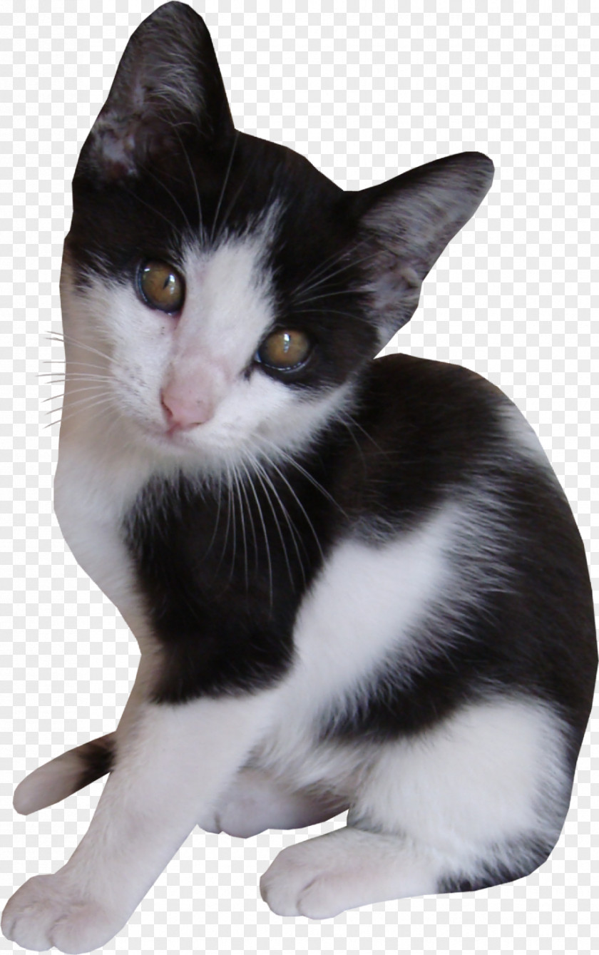 Kitten American Wirehair Aegean Cat European Shorthair PNG