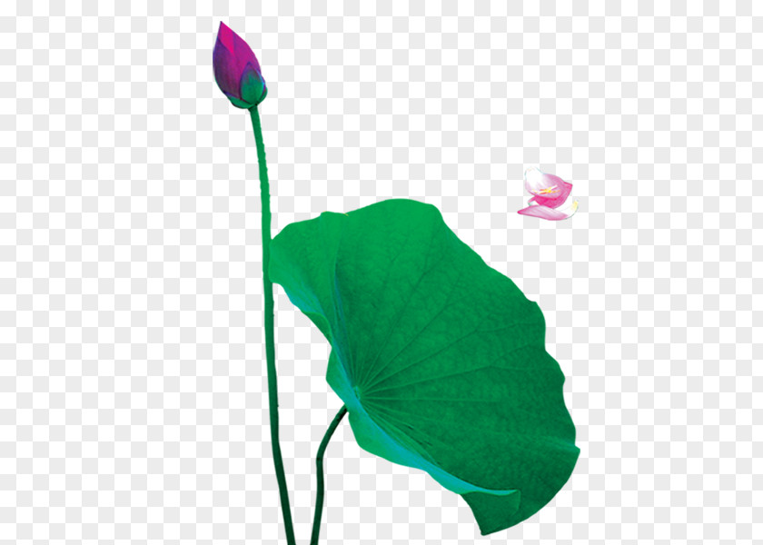 Leaf Nelumbo Nucifera Lotus Effect 蓮の葉 Clip Art PNG