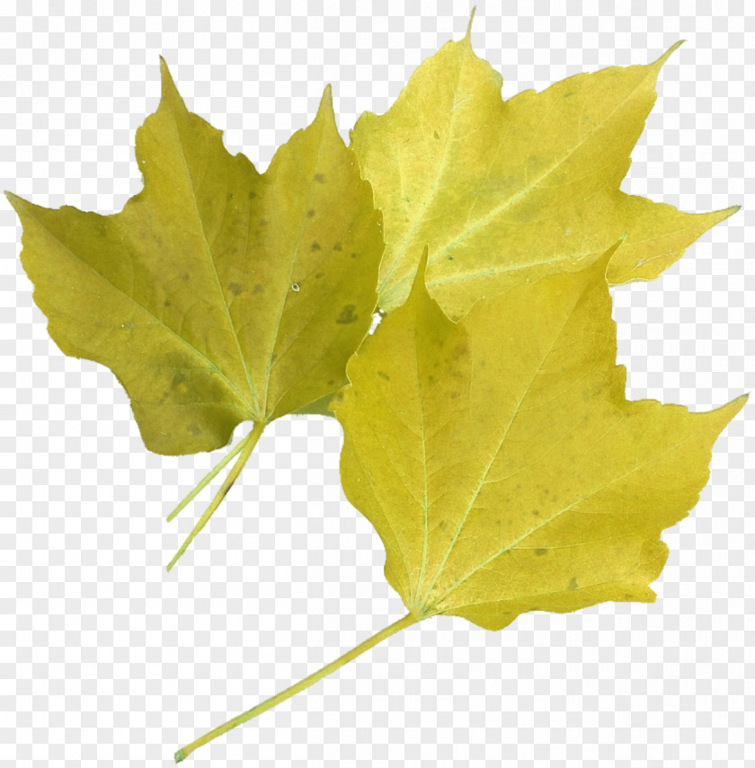 Leaf Red Maple Green Tree PNG