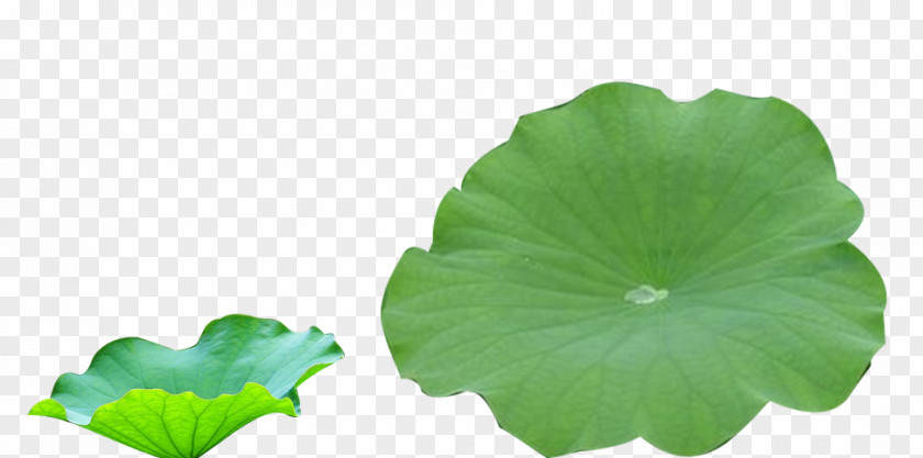 Lotus Image Nelumbo Nucifera Petal PNG