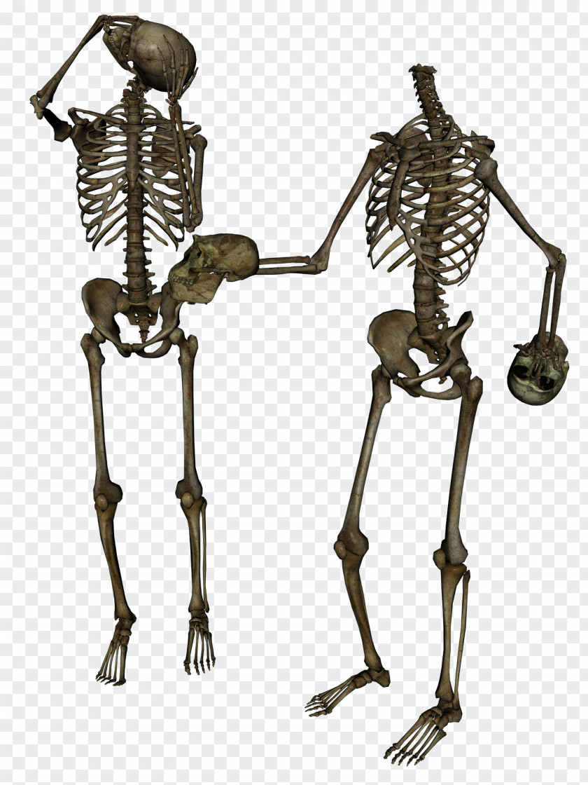 Skeleton Human Skull Diplodocus Anatomy PNG