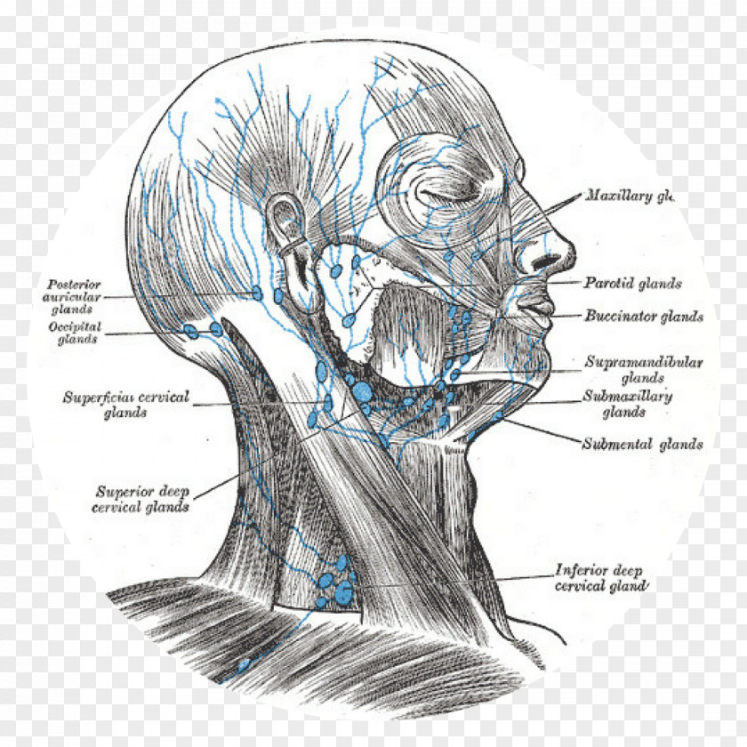 Superficial Cervical Lymph Nodes Lymphatic System Head And Neck Anatomy PNG