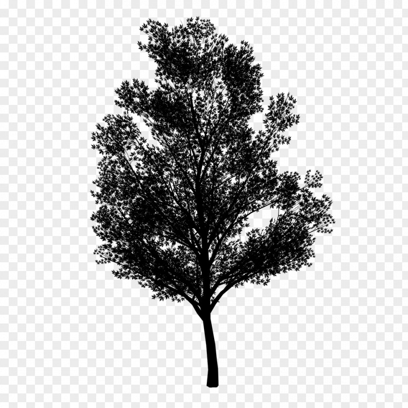 Pine Family Leaf PNG