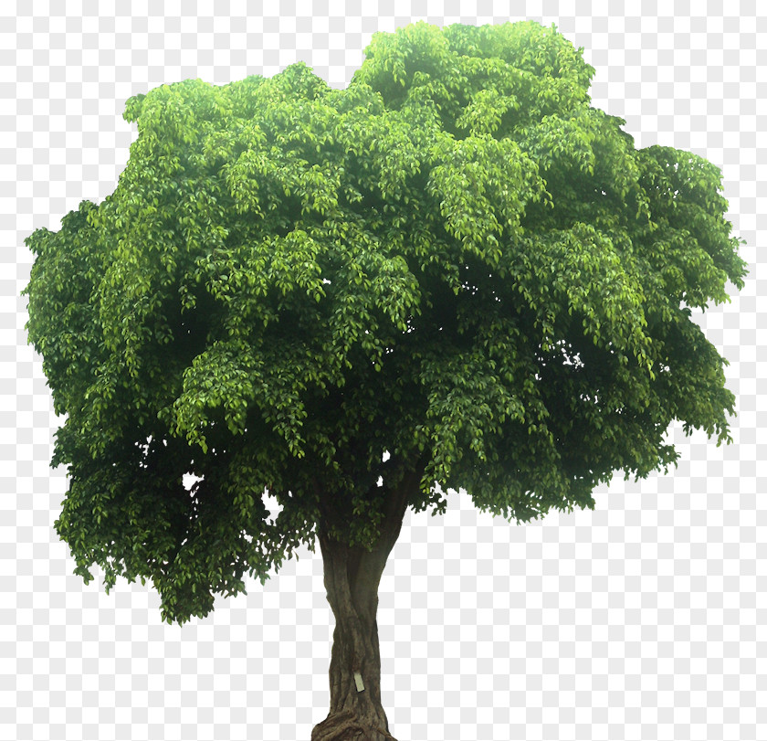 Tree Plant Olive Branch Pine PNG