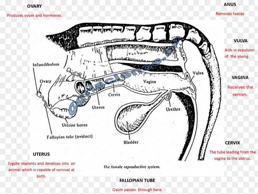 Cattle Female Reproductive System Anatomy PNG