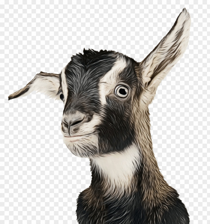 Feral Goat Vanderbilt Kennedy Center Autism Research PNG