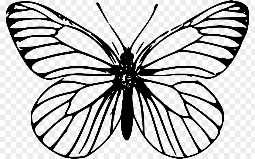 Insect Vector Papillon Dog Butterfly Clip Art PNG