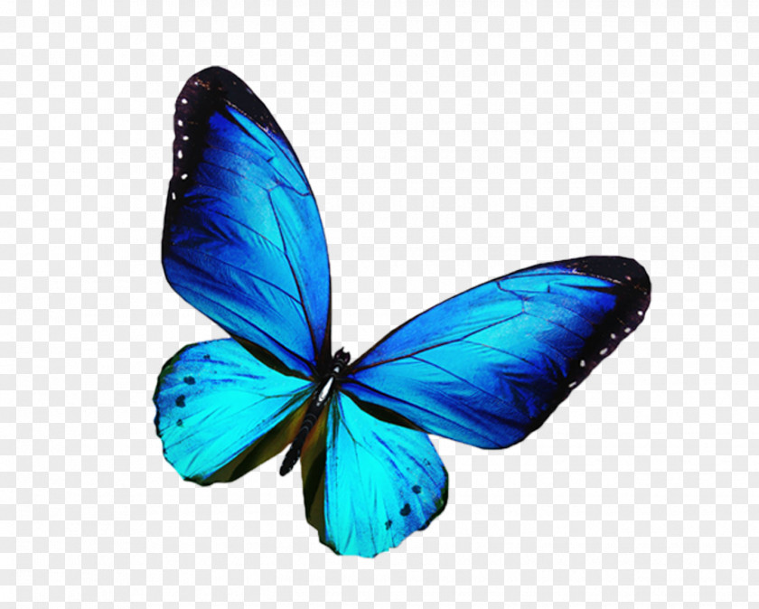 Butterfly,blue Butterfly Stock Photography Blue Illustration PNG