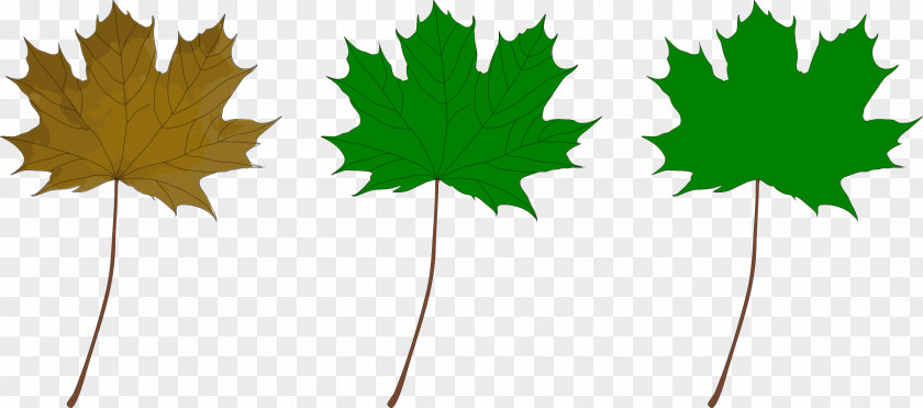 Green Leaves Red Maple Leaf Clip Art PNG