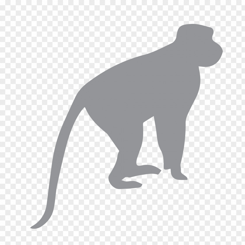 Monkey Ape Fossil Primates Chimpanzee PNG