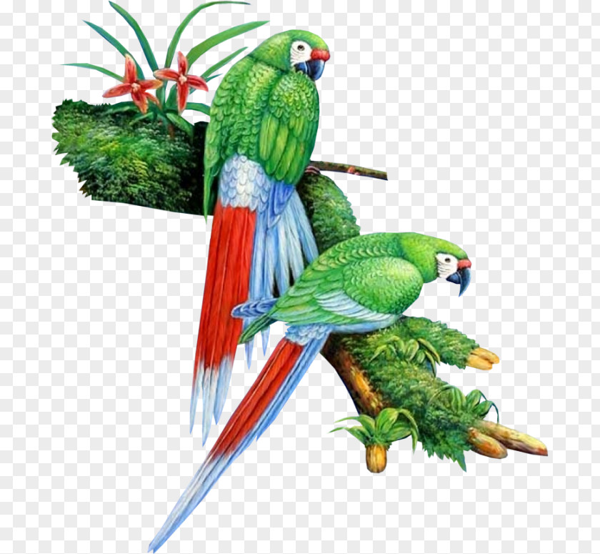 Oiseau Bird Macaw Parrot Parakeet Beak PNG