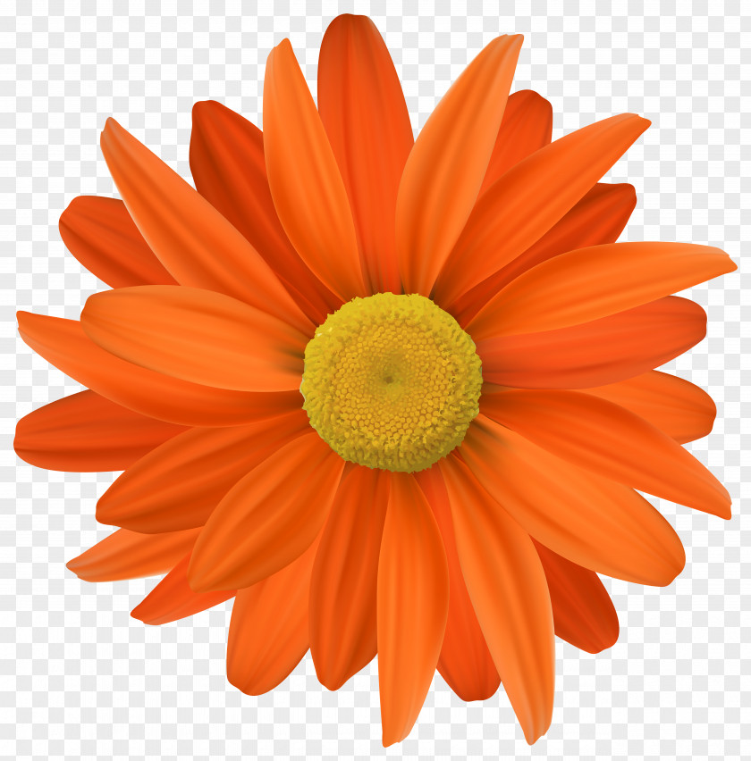 Orange Flower Transparent Clip Art PNG