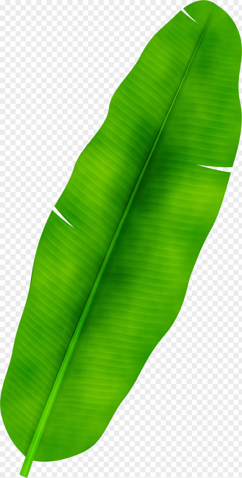 Plant Green Banana Leaf PNG