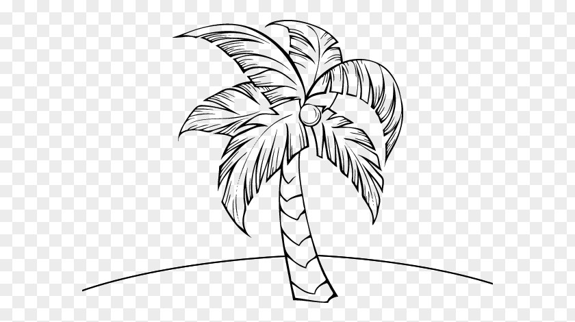 Plant Stem Arecales Coconut Tree Drawing PNG
