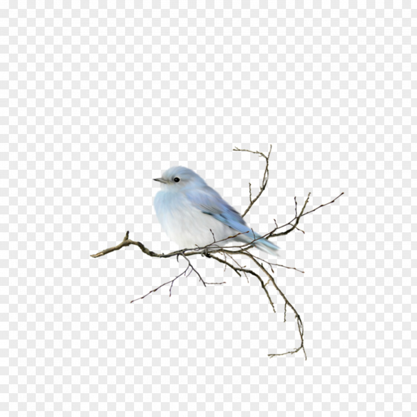 Bird Watercolor Painting Clip Art PNG