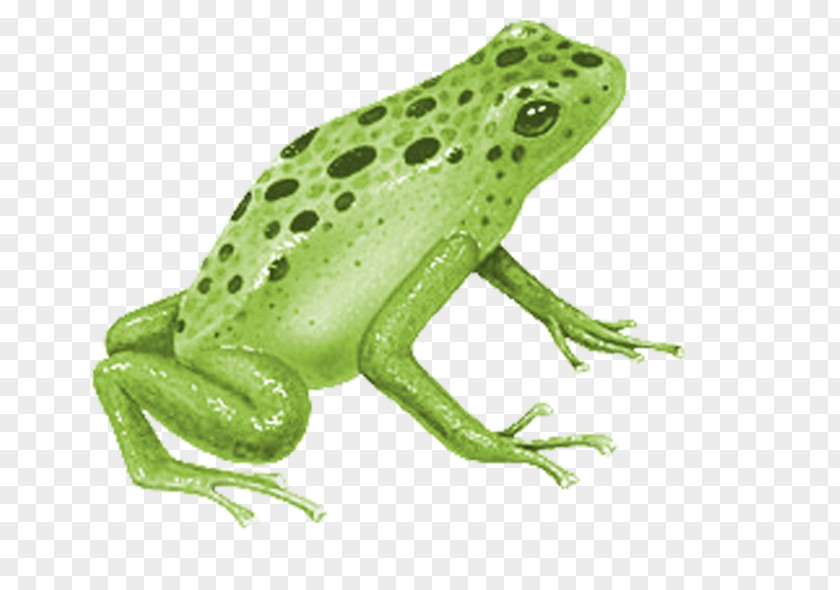 Frog True Blue Poison Dart Ranas/Frogs PNG