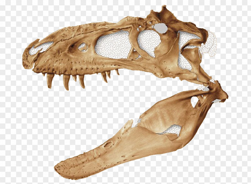 Mexico Skull Bistahieversor Tyrannosaurus Kirtland Formation Dinosaur Aublysodon PNG
