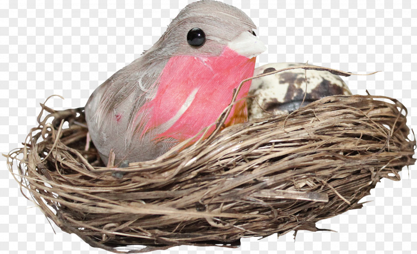 Birds Nest Edible Bird PNG