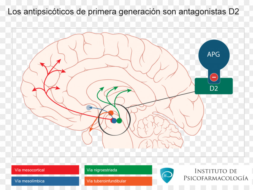 Brain Dopaminergic Pathways Mesocortical Pathway Nigrostriatal PNG