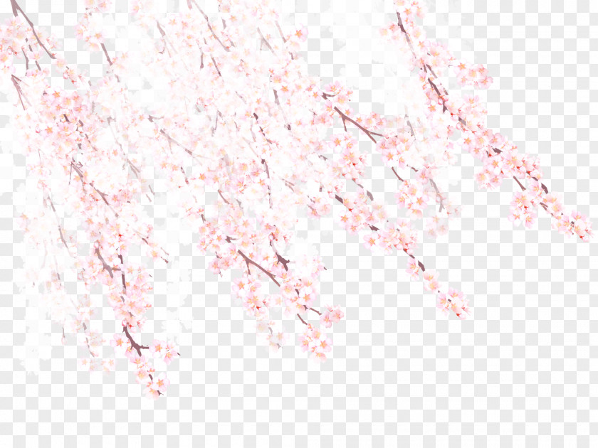 Cherry Blossoms Blossom Spring Petal Pattern PNG
