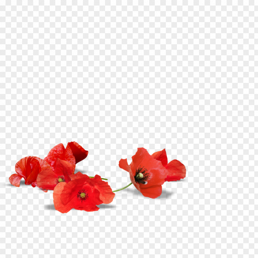 Floating Adelaide Poppy Armistice Day Flower Desktop Wallpaper PNG
