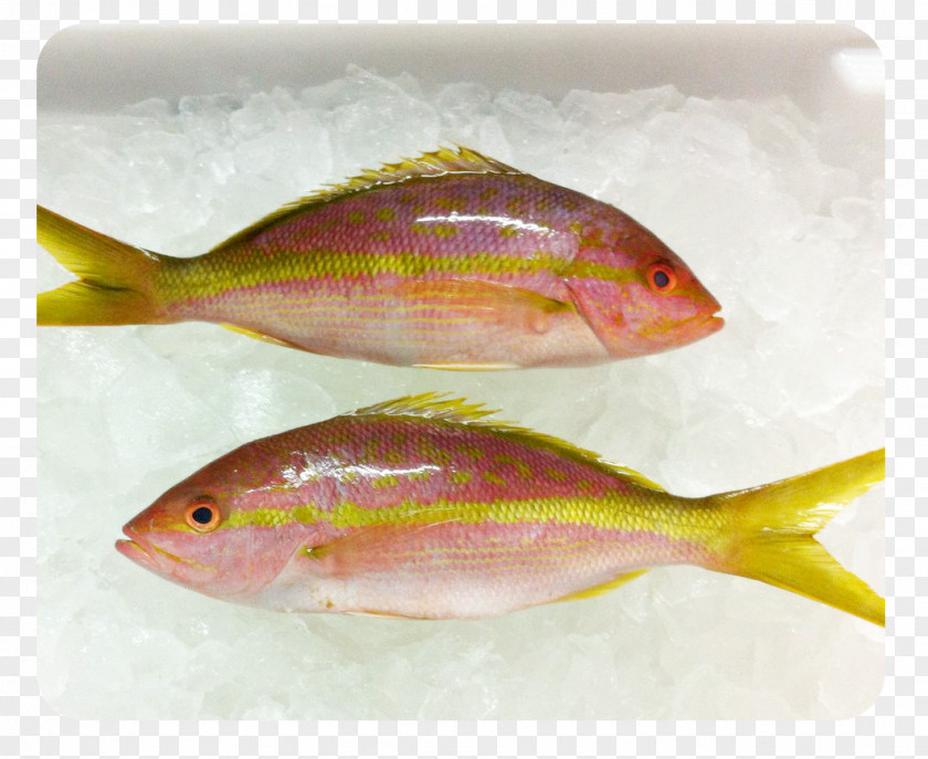 Fresh Salmon Northern Red Snapper Oily Fish Seafood Marine Biology PNG