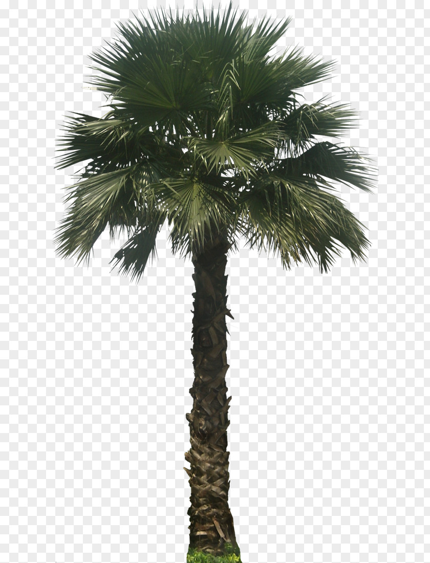 Palm Washingtonia Robusta Filifera Arecaceae Embryophyta Tree PNG