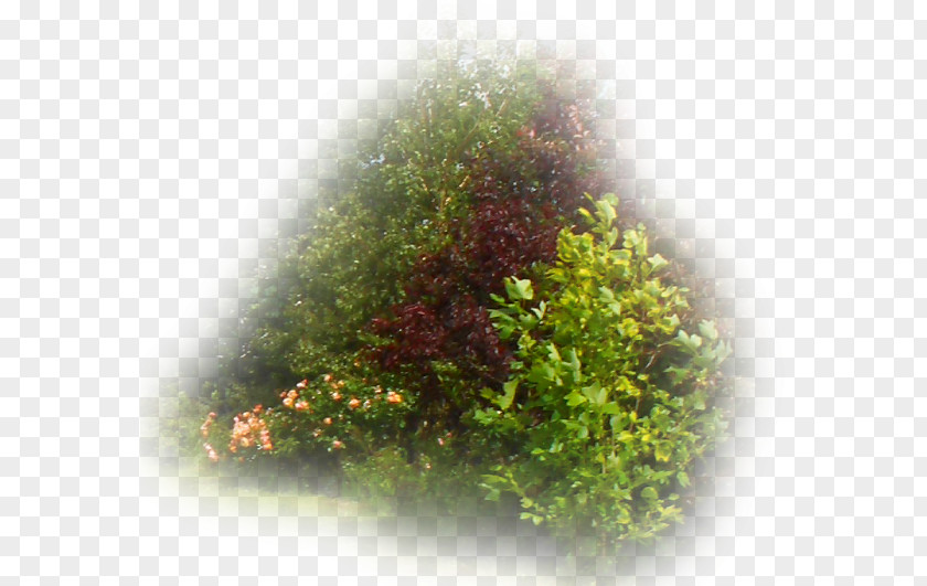Tree Shrub Vegetation Lawn Eye PNG