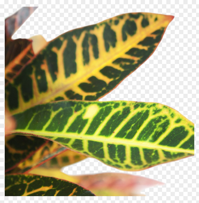 Anthurium Houseplant Flower Cartoon PNG