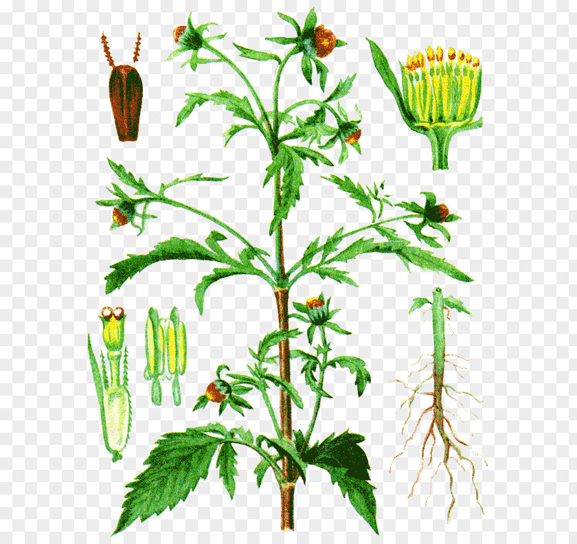 Dandelion Bidens Tripartita Black-jack Medicinal Plants Herbaceous Plant PNG