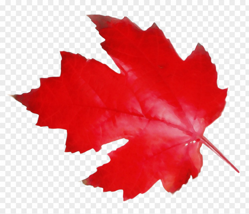 Deciduous Soapberry Family Canada Maple Leaf PNG