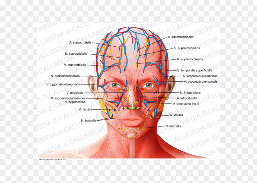 Ear Forehead Anatomy Supratrochlear Artery Supraorbital Physiology PNG