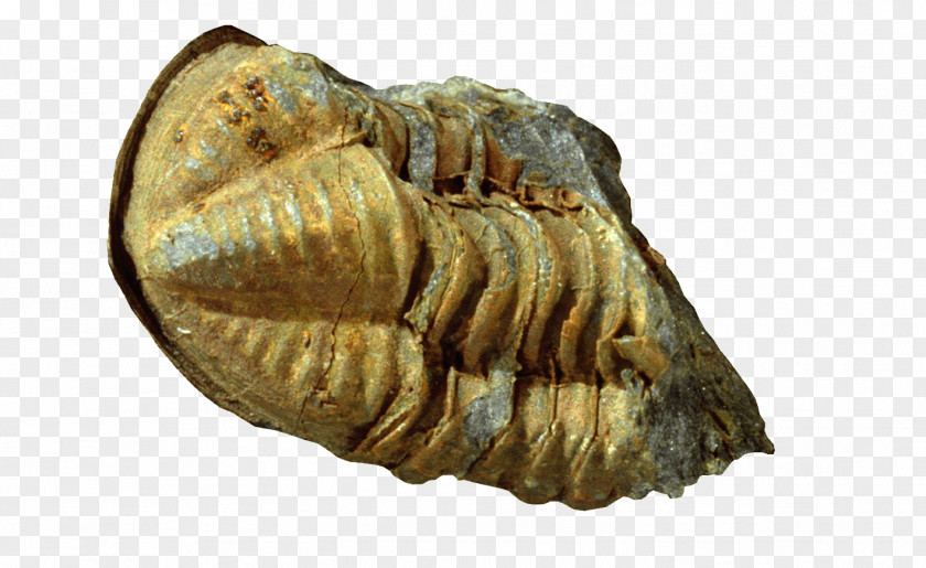 Lichida Devonian Fossil Carnic Alps Glabella PNG