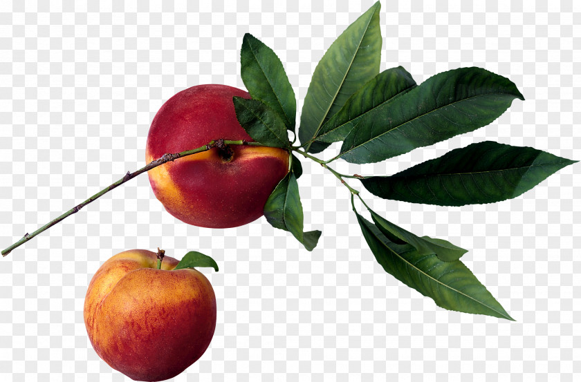 Peach Image Nectarine Iran Fruit PNG