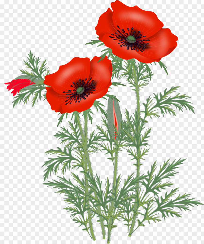 Poppy Opium Flower Clip Art PNG